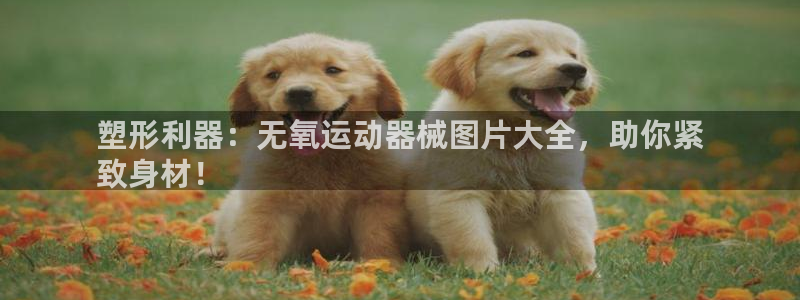 尊龙凯时存款多久到账：塑形利器：无氧运动器械图片大全