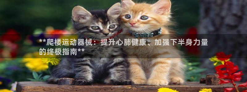 尊龙现在：**爬楼运动器械：提升心肺健康、加强下半身