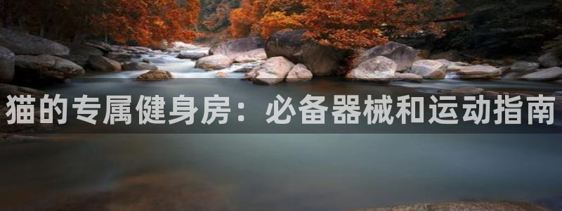 凯时网址多少：猫的专属健身房：必备器械和运动指南